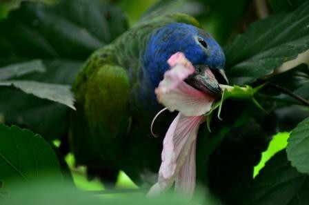 Perroquet vert, Guayllabamba